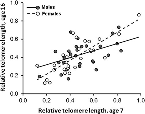 Relative Telomere Length T S Ratio Of Male And Female Barn Swallow