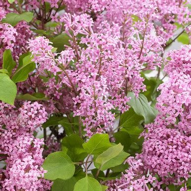 Buy Syringa meyeri 'Flowerfesta Pink' | Syringa | Sarah Raven