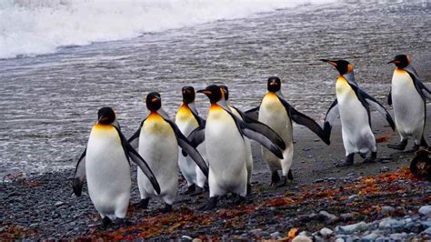 The penguin genus: Aptenodytes