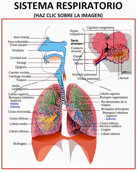 Imagens De Sistema Respirat Rio