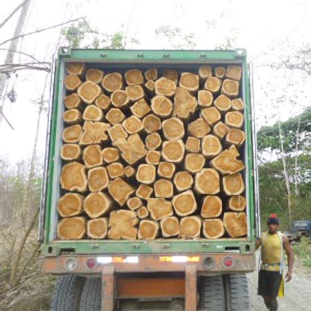 Hardwood Timber Round Logs At Best Price In Gandhidham Rajkripal Exim