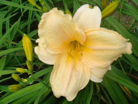 sun perch arrasmith farm daylilies
