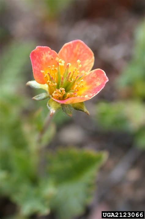 Ross Avens Geum Rossii