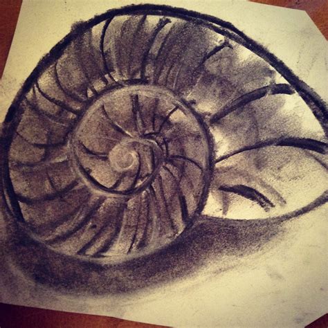 Shell Charcoal Drawing Shell Drawing Drawings Observational Drawing