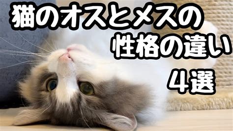 【猫の“オス”と“メス”の性格の違い4選】ノルウェージャンと黒猫がお届けします♡ Youtube