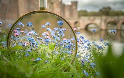 See The Beauty Of The Spring Under Magnifying Glass Tettybetty