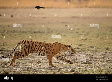 Tiger Chasing Prey Hi Res Stock Photography And Images Alamy