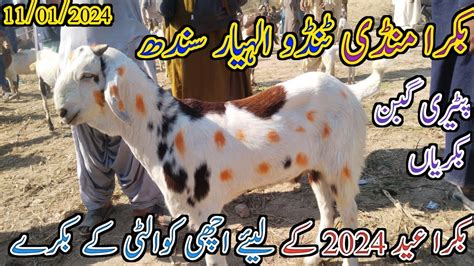 Bakra Mandi Tando Allahyar Latest Update Today Bakra Eid