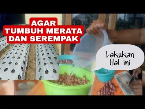 Perlakuan Benih Bawang Merah Sebelum Tanam Youtube