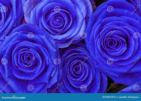 Blou Roses Stock Image Image Of Bunch Floral Roses 93927915