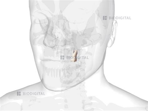 Left Maxillary First Molar Biodigital Anatomy