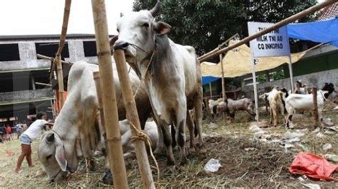 Dua Ekor Sapi Di Sulawesi Selatan Diduga Mati Akibat Antraks