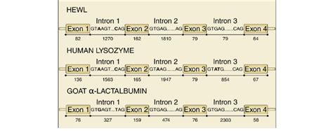 Structural Comparison Of The Genes Encoding Hen Egg White Lysozyme