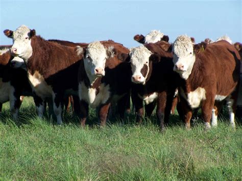 A Paso Lento La Ganader A Bovina Nacional Empieza A Recuperar Mercados