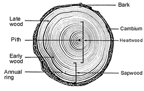 Graph Cross Section Tree Wood Crosses Cross Section Biology Plants