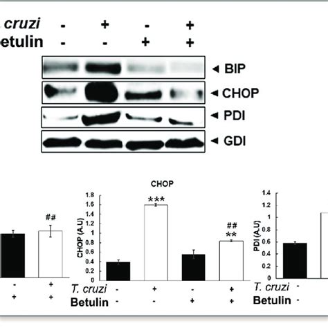 Srebp Sterol Regulatory Element Binding Protein Inhibitor Increases