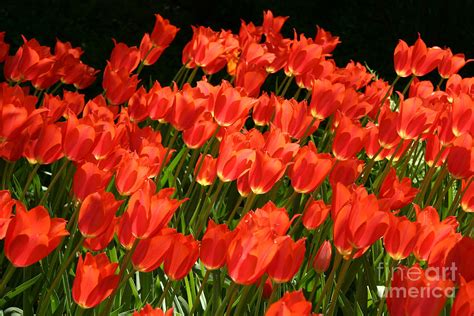 Tulips Photograph By Jennifer Geller Fine Art America