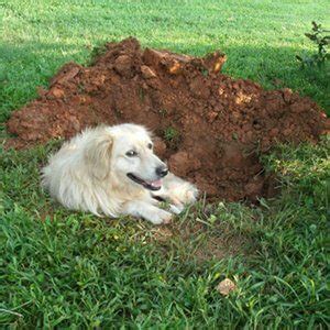 C Mo Manejar A Un Perro Que Cava Las Soluciones