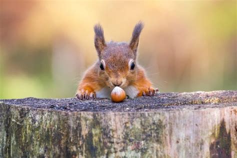 Smartest Animals: 15 Species That Are Truly Genius | Reader's Digest