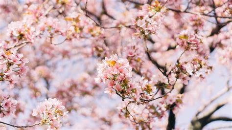 Is Cherry Blossom Poisonous To Dogs