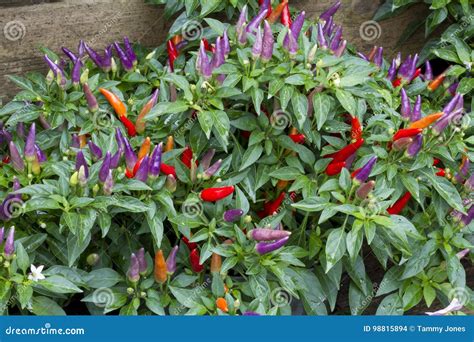 Ornamental Pepper stock photo. Image of spicy, ornamental - 98815894