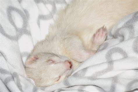 Sleeping ferret stock photo. Image of familiar, cute, coat - 7896006