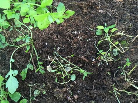 Chickweed Control in the Home Garden | Family Food Garden