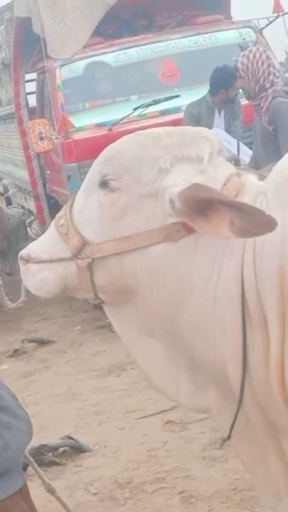 Bakra Mandi Hyderabad Latest Update Today Eidul Adha 2024 Patari