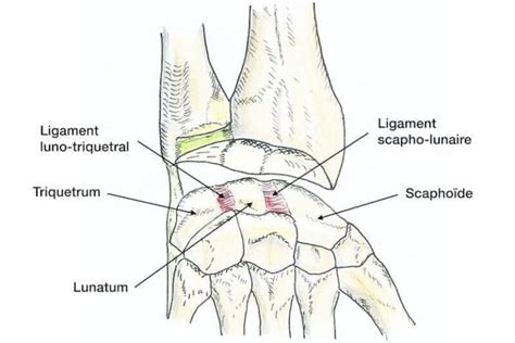 Anatomie De La Main Et Du Poignet Articulations Os Du Carpe Tendons