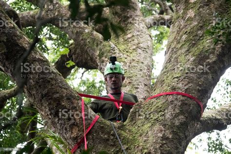 Man Climbing Tree With Safety Rope Stock Photo Stock Photo Download