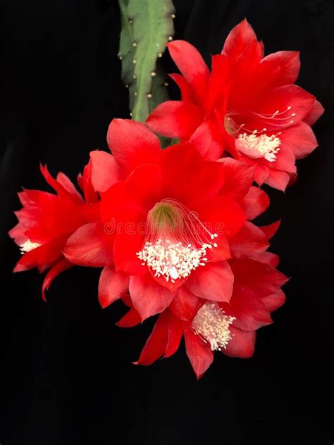 Epiphyllum Ackermannii Stock Photos Free Royalty Free Stock Photos