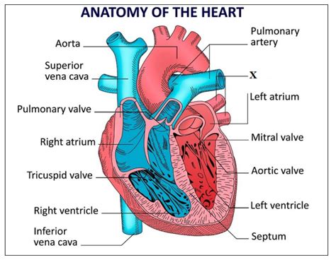 Draw a diagram of the internal structure of the human heart and label ...