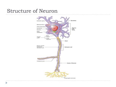 Ppt The Nervous System Structure And Control Of Movement Dr Kyle