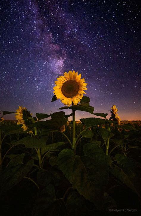 1290x2796px 2k Free Download Sunflower Fields Sunflowers Crop