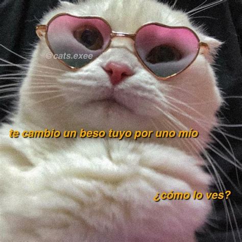 Memes De Gatitos 🤭 Posted On Instagram “jiji ️ Minimeloncito 👈🏻 👈🏻 👈🏻