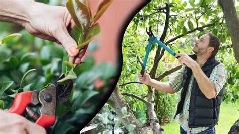 Ces Arbres Qu Il Faut Surtout Viter De Tailler En Automne