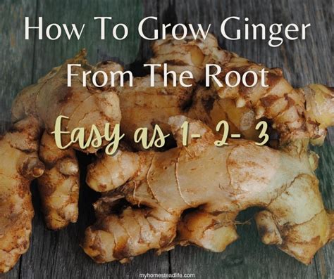 How To Grow Ginger From The Root My Homestead Life