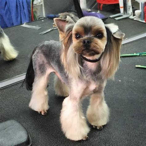 Yorkie Haircuts For Males And Females 60 Pictures Yorkielife