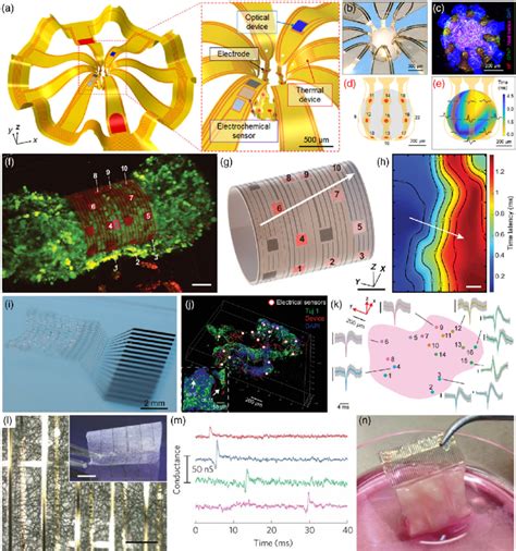 D Bioelectronic Devices For Organoid Evaluation A Schematic