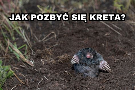 Kret w ogrodzie jak pozbyć się kreta Siła w naturze