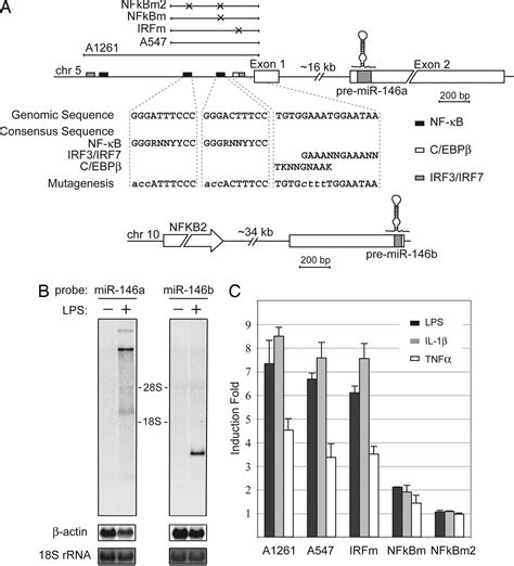 Nf κb Dependent Induction Of Microrna Mir 146 An Inhibitor Targeted To