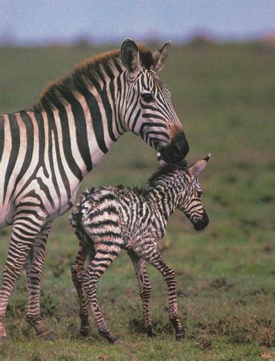 Baby Zebra - Zebras Photo (24515068) - Fanpop