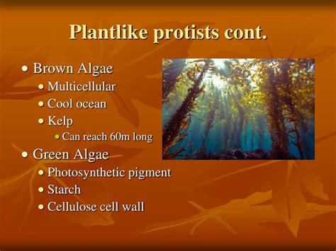 Ppt Ch 21 Protists Powerpoint Presentation Free Download Id483981