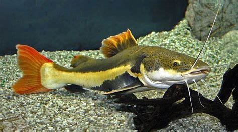 10 Best Aquarium Catfish Species The Ultimate Catfish Guide