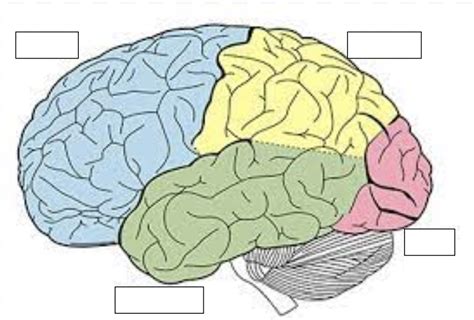 Nervous System Labeling Lobes Diagram Quizlet