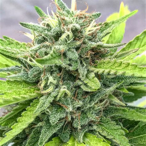 Close-Up Bud Shots near Harvest | Grasscity Forums - The #1 Marijuana ...