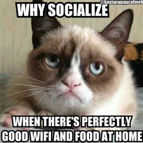 The 21 Best Grumpy Cat Memes And Quotes About Love And Life Artofit