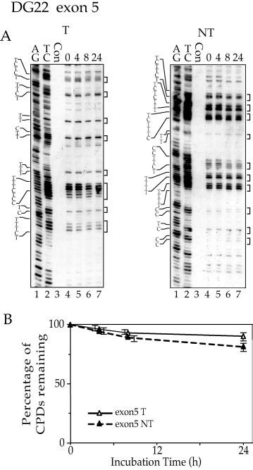 The Time Course Of Cpds Repair In Both T And Nt Strands Of Exon 5 Of