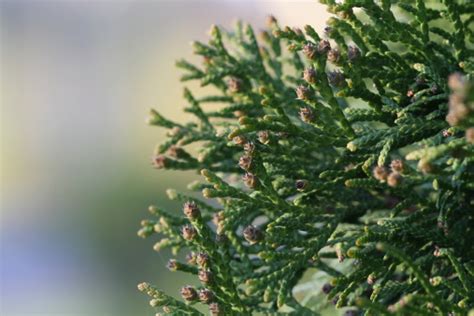 Swelled Buds On Thuja Stock Photo Download Image Now American