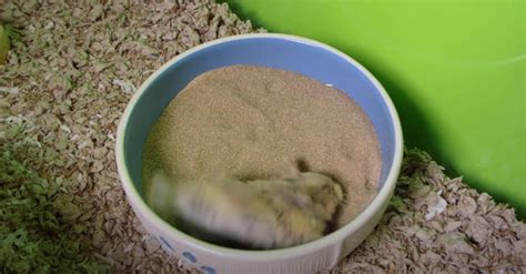 What Kind Of Sand Do You Use For A Hamster Bath - Pocket Pet Central